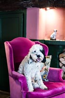 Black and white pet dog on cerise pink armchair 