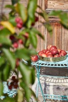 Silver bowl of harvested apples on small metal table outside 