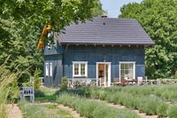 Exterior of blue painted wooden house with rows of lavender growing outside 