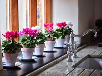 A row of potted cyclamens on windowsill 
