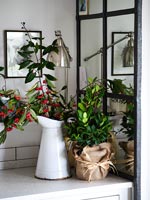 House plant and vintage enamel jug with cut foliage and berries 