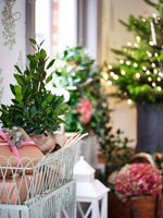 Plants and Christmas gifts 