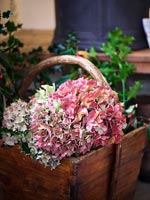 Cut hydrangea flowers in wooden trug 