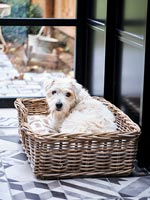 Family dog in basket 