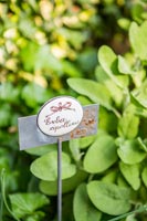 Decorative plant label in garden 