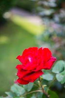 Detail of single red rose 