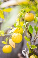 Detail of citrus fruit on tree 