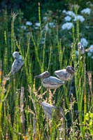 Bird ornaments among long grass in country garden 