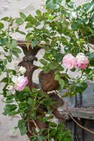 Pink flowering rose next to rusted metal sculpture - detail 