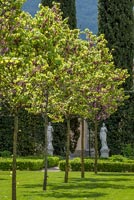 Row of trees in formal country garden 