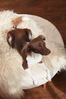 Pet dog on sheepskin rug 