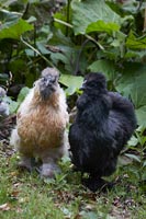 Hens in country garden 