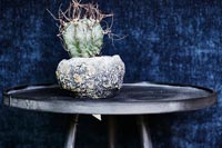 Cactus in textured pot on modern side table 