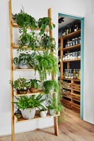 Ladder shelving filled with houseplants 