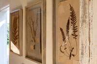 Framed pressed flowers and leaves displayed on wall 