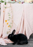 Black rabbit next to table with pink tablecloth
