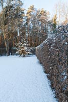 Snow covered garden 