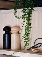 Trailing houseplant over shelf in wooden kitchen 