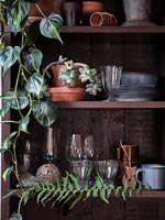 Houseplants on wooden shelving in modern country kitchen 
