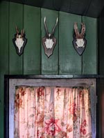 Row of animal skulls and horns on wooden door with floral fabric curtain
