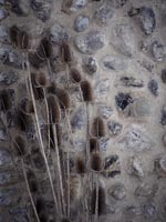 Dried teasels - seed heads against stone wall 