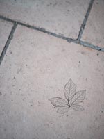 Leaf skeleton on stone flooring 