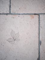 Leaf skeleton on stone flooring 