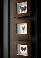 Insects in frames on black wall 