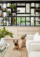 Pet dog in modern living room with mirrored wall unit 