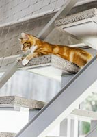 Pet cat on steps