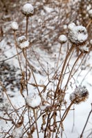 Seedheads with snow