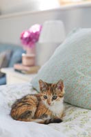 Kitten on bed