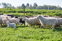 Sheep in farmyard 