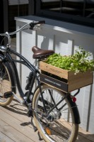 Box of salad vegetables in box on back of bicycle