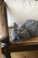 Isabelle - feature - pet cat on chair