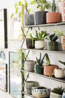 Display of potted houseplants on wall mounted shelves - detail
