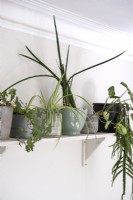 Display of houseplants in various pots on high wall mounted shelf