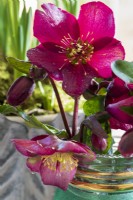 Vase of Hellebores at christmas time