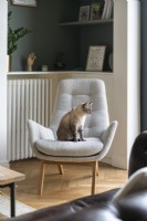 Pet cat on chair