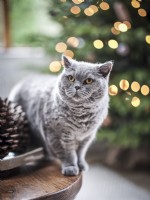 Cat and Christmas Tree