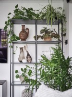 Detail of houseplant display on shelf unit