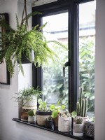 window sill with pots and houseplants