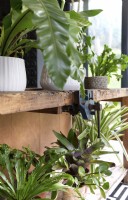 Display of plants on old workbench