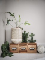 House plant display with white vase