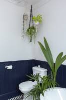 House plants in blue and white bathroom