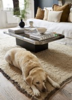Owners dog relaxes on rug infront off sofa and coffee table