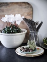 House plant arrangement in vintage crockery