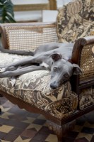 Detail of owners dog , whippet, on a vintage chair 