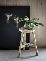 Houseplant on stool