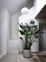 Hallway with big houseplant
